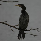 Neotropic Cormorant